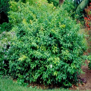 Jasminum Nitidum Angel Wing Jasmine Container