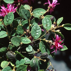Loropetalum Chinense Razzleberri Fringe Flower