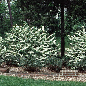 Viburnum Plicatum var. Tomentosum Mariesii Doublefile Viburnum