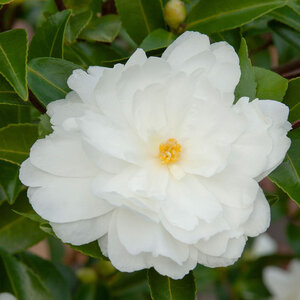 Camellia Sasanqua Mine No Yuki White Doves Camellia