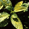 Aucuba Japonica Mr. Goldstrike Spotted Laurel Premium 5 gal. Container