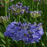 Agapanthus X Midknight Blue Monrovia African Lily 1 gal. Container
