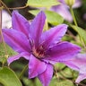 Clematis Vancouver Starry Nights Clematis Staked Premium 5 gal. Container