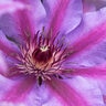 Clematis Vancouver Starry Nights Clematis Staked Premium 5 gal. Container
