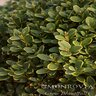 Buxus X Green Mountain Boxwood Pyramidal Premium 5 gal. Container