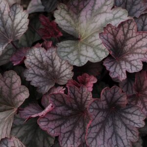 Heuchera X Villosa Carnival Rose Granita Coral Bells