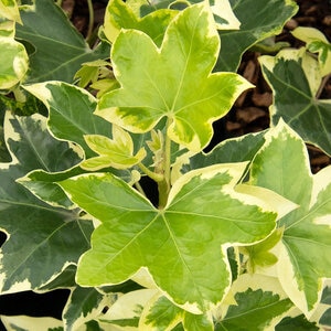 Fatshedera Lizei Angyo Star Tree Ivy