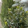 Ilex x meserveae Castle Spire Blue Holly Premium True 2 gal. Container