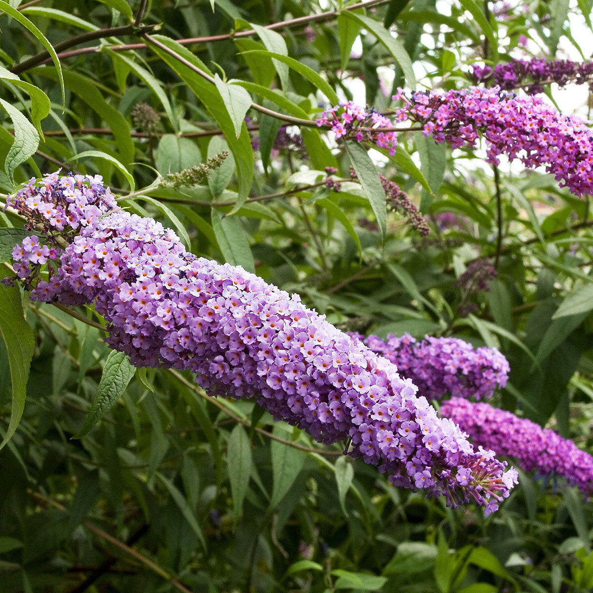 Buddleja davidii subsp. nanhoensis Petite Plum Monrovia Butterfly Bush ...