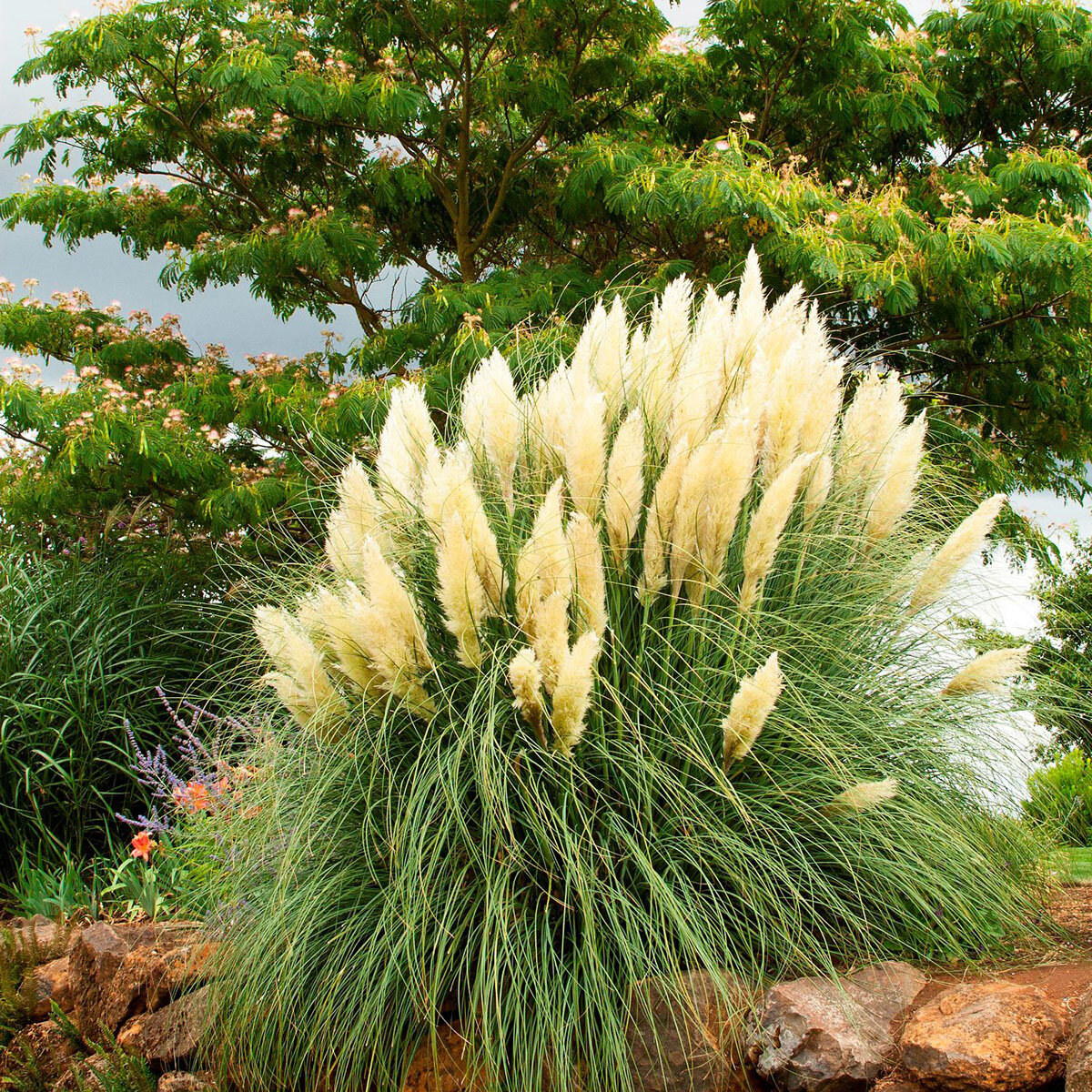 Cortaderia selloana Ivory Feathers Monrovia Dwarf Pampas Grass | SiteOne US