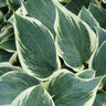 Hosta tardiana Frosty Ribbons Monrovia Plantain Lily True 1 gal. (3.79 L) Container