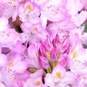 Rhododendron Maximum Roseum Rhododendron Premium 10 gal. Container