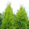 Hesperocyparis (Cupressus) macrocarpa Donard Gold Monterey Cypress