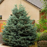 Picea Pungens Fat Albert Colorado Spruce Premium 5 gal. Container