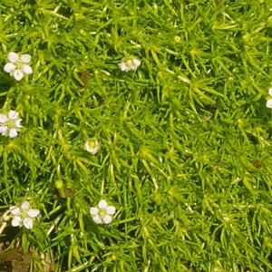 Sagina Subulata Aurea Scotch Moss