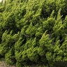 Juniperus Chinensis Torulosa Chinese Juniper Premium 7 gal. Container