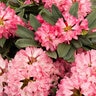 Rhododendron X Sneezy Rhododendron