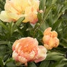 Paeonia X Singing in the Rain Itoh Peony