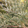 Juniperus Scopulorum Burly Blue Juniper