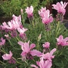 Lavandula Stoechas ssp. Pendunculata Bentley With Love Spanish Lavender