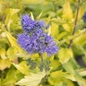 Caryopteris X La Barbe Bleue Bluebeard