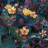Hypericum X Inodorum FloralBerry Sangria St. Johns Wort