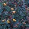 Hypericum X Inodorum FloralBerry Sangria St. Johns Wort