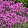 Lavandula Stoechas ssp. Pendunculata The Princess Spanish Lavender