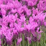 Lavandula Stoechas ssp. Pendunculata The Princess Spanish Lavender