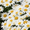 Leucanthemum X Superbum Shortstop Shasta Daisy