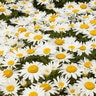 Leucanthemum X Superbum Shortstop Shasta Daisy
