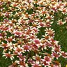 Coreopsis Verticillata Sunstar Rose Tickseed