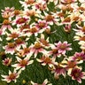 Coreopsis Verticillata Sunstar Rose Tickseed