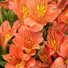 Alstroemeria X Colorita Eliane Peruvian Lily