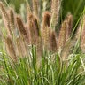 Pennisetum Alopecuroides Ginger Love Fountain Grass