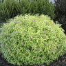 Spiraea x bumalda Golden Sunrise Monrovia Spirea