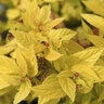 Spiraea x bumalda Golden Sunrise Monrovia Spirea