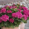 Hydrangea Macrophylla Red 'N Pretty Big Leaf Hydrangea