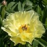 Paeonia X Sequestered Sunshine Peony