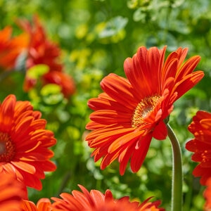 Gerbera Garvinea Sweet Glow African Daisy