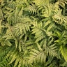 Athyrium Otophorum Jurassic Pterodactyl Eared Lady Fern