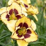 Hemerocallis x Blazing Skye Monrovia Daylily