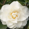 Camellia Japonica Swan Lake Camellia