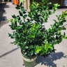 Ilex x meserveae LittleOne Monrovia Blue Holly