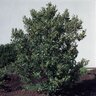 Prunus caroliniana Bright 'N Tight Monrovia Carolina Cherry Laurel