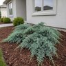Juniperus horizontalis Icee Blue Monrovia Creeping Juniper