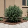 Olea europaea Little Ollie Monrovia Dwarf Olive