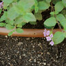 Nds Dura Flo Jr 1/4 in. Brown Dripline 0.5 GPH 6 in. Spacing 100 ft.