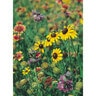 Native American Native Texas Seed Mix 1 lb.