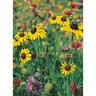 Native American Native Texas Seed Mix 1 lb.